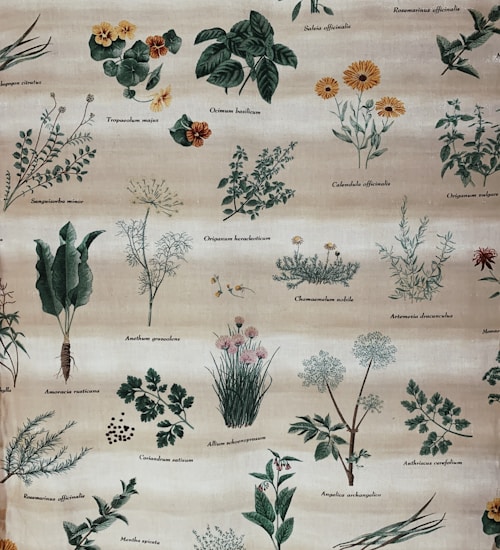 Vintage botanical illustration showing a range of plants