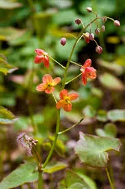Epimedium Warleyense orange flowers